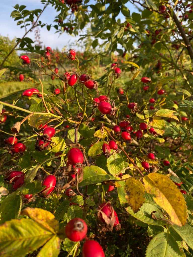 Fruits of the Forest – Lady Carnarvon