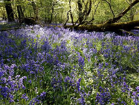 Summoning Good Luck and Blessings with Fairy Bells