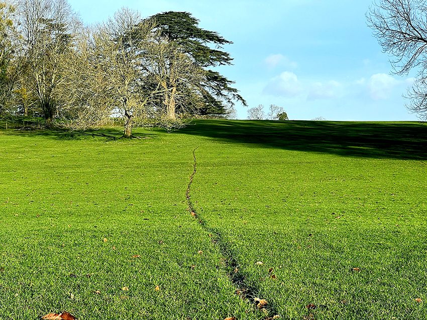 Sheep Paths – Lady Carnarvon